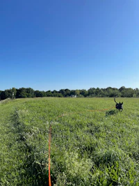 a dog runs through a grassy field with a leash